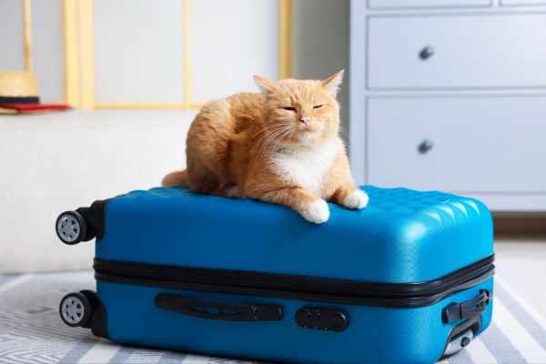 Traveling with pets
