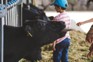 The Best Farm-to-Table Travel Experiences in the USA